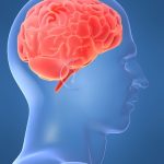Con người phải trả giá vì có bộ não lớn